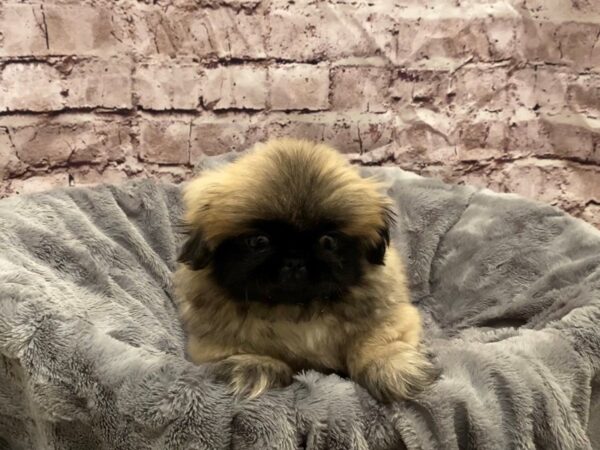 Pekingese- Available 10/27-DOG-Female-Fawn-633-PetCenter Old Bridge, New Jersey