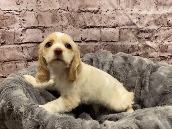Cocker Spaniel- Available 10/27-DOG-Female-Buff / White-621-PetCenter Old Bridge, New Jersey
