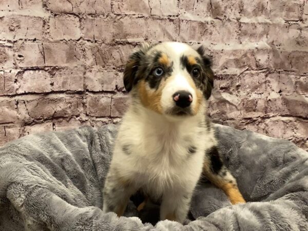 Australian/ English Shepherd- Available 10/27-DOG-Female-Blue and White-636-PetCenter Old Bridge, New Jersey