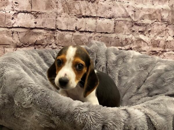Beagle- Available 10/27-DOG-Female-Black White and Tan-628-PetCenter Old Bridge, New Jersey