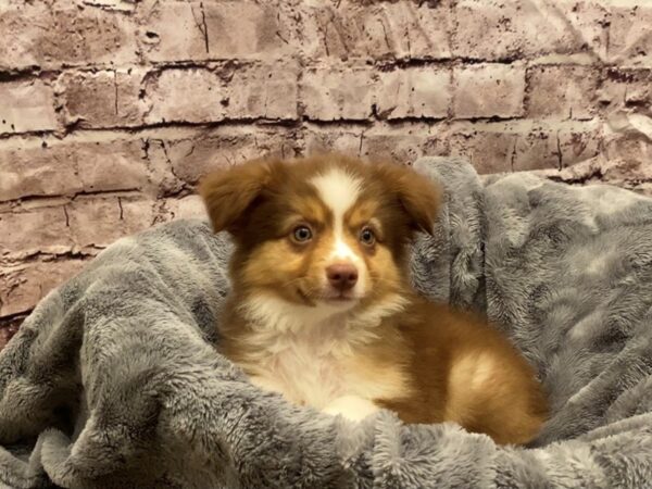 Miniature Australian Shepherd- Available 10/27-DOG-Male-Red and White-630-PetCenter Old Bridge, New Jersey