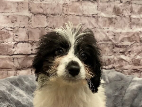 Mini Aussie Poo- Available 10/27-DOG-Female-Black and White-640-PetCenter Old Bridge, New Jersey