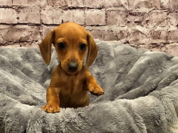 Dachshund- Available 10/27-DOG-Female-Red-627-PetCenter Old Bridge, New Jersey