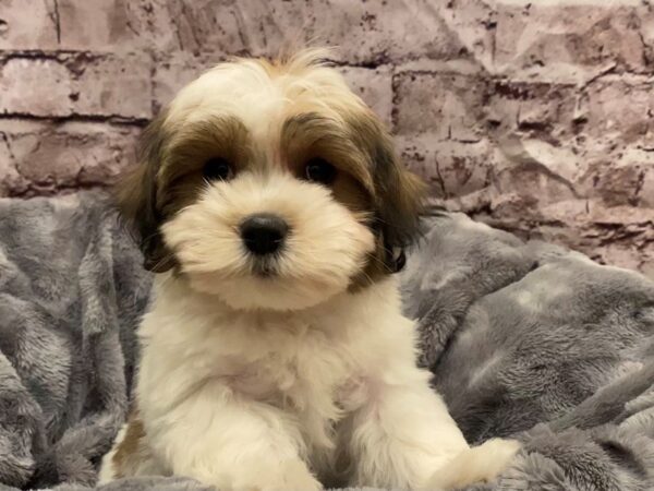 Coton De Tulear- Available 10/27-DOG-Female-Brown / White-619-PetCenter Old Bridge, New Jersey