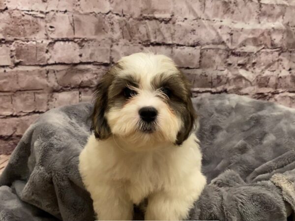 Teddy Bear- Available 10/27-DOG-Female-Gold and White-635-PetCenter Old Bridge, New Jersey