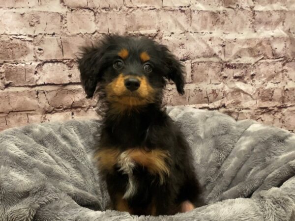 Mini Aussie Poo- Available 10/27-DOG-Male-Black and Brown-639-PetCenter Old Bridge, New Jersey