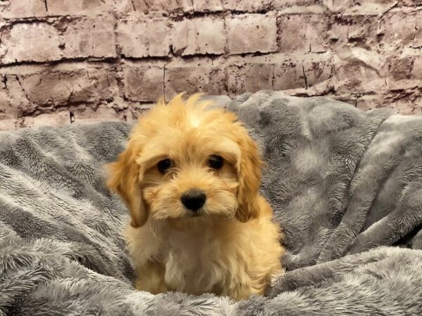 Cavapoo- Available 10/27-DOG-Female-Cream-637-PetCenter Old Bridge, New Jersey