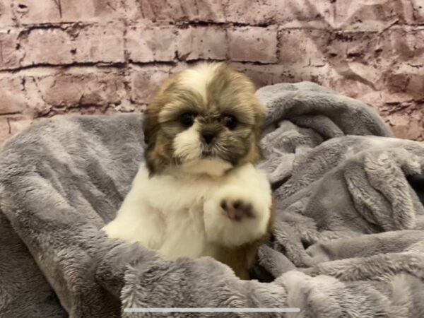 Shih Tzu- Available 10/27-DOG-Female-Gold / White-622-PetCenter Old Bridge, New Jersey