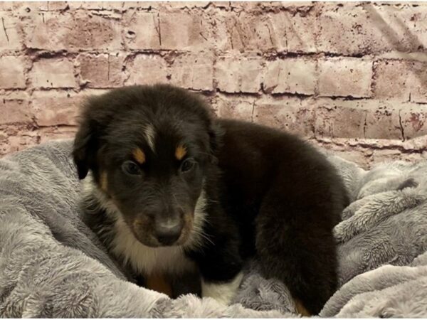 Australian Shepherd- Available 10/27-DOG-Female-Black-618-PetCenter Old Bridge, New Jersey