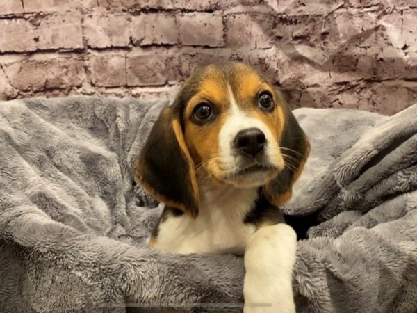 Beagle- Available 10/27-DOG-Male-Black White and Tan-632-PetCenter Old Bridge, New Jersey