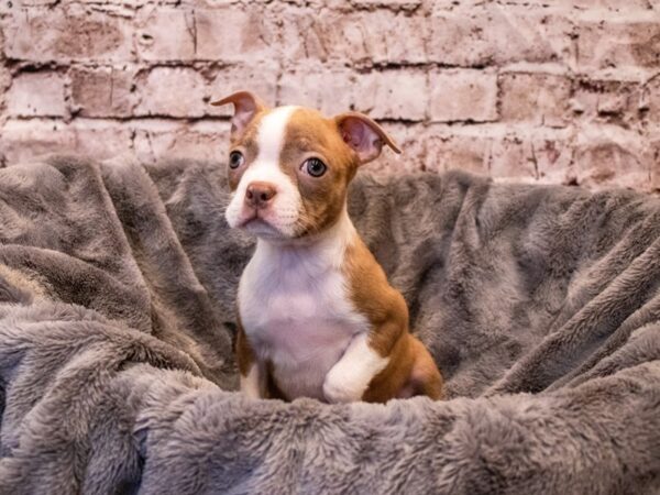 Boston Terrier- Available 11/3-DOG-Female-Lilac-647-PetCenter Old Bridge, New Jersey