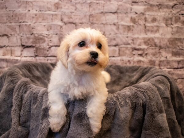 Teddy Bear- Available 11/3-DOG-Male-White-648-PetCenter Old Bridge, New Jersey