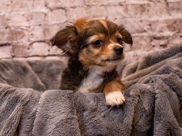 Chihuahua- Available 11/3-DOG-Male-Sable-643-PetCenter Old Bridge, New Jersey