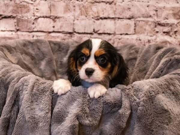 Cavalier King Charles Spaniel- Available 11/3-DOG-Female-Tri-Colored-650-PetCenter Old Bridge, New Jersey