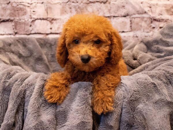 Poodle- Available 11/3-DOG-Male-Apricot-651-PetCenter Old Bridge, New Jersey