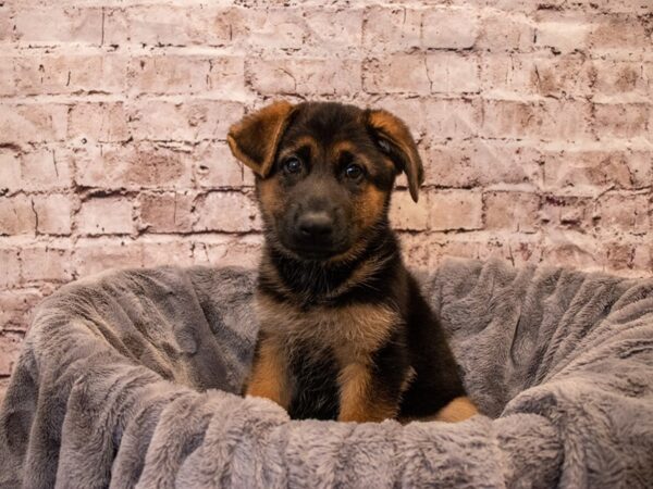 German Shepherd- Available 11/3-DOG-Female-Black / Red-642-PetCenter Old Bridge, New Jersey