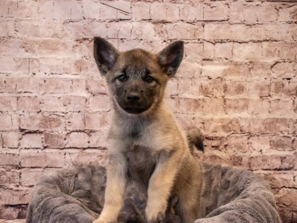 Norwegian Elkhound-DOG-Female-Black / Silver-641-PetCenter Old Bridge, New Jersey