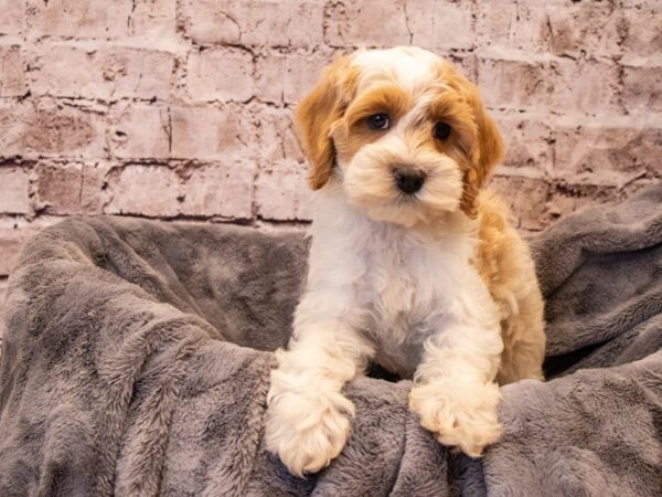 Cockapoo- Available 11/3-DOG-Male-Buff / White-649-PetCenter Old Bridge, New Jersey