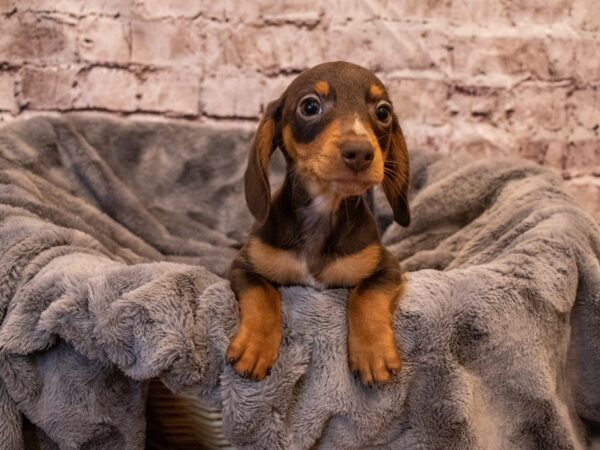Dachshund- Available 11/3-DOG-Male-Chocolate and Tan-652-PetCenter Old Bridge, New Jersey