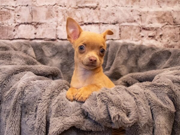 Chihuahua- Available 11/3-DOG-Female-Blue Fawn-655-PetCenter Old Bridge, New Jersey