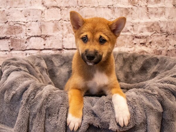 Shiba Inu- Available 11/3-DOG-Male-Red Sesame-656-PetCenter Old Bridge, New Jersey