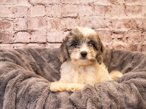 Cavapoo- Available 11/3-DOG-Female-Blue Merle-658-PetCenter Old Bridge, New Jersey