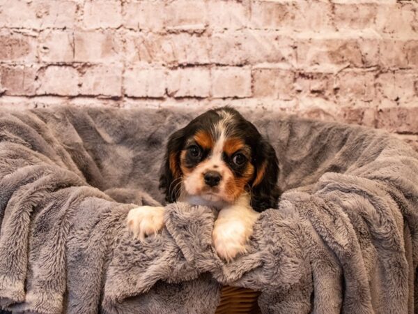 Cavalier King Charles Spaniel- Available 11/3-DOG-Female-Black and White-653-PetCenter Old Bridge, New Jersey