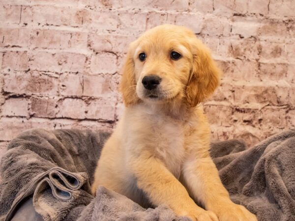 Golden Retriever- Available 11/3-DOG-Male-Light Golden-657-PetCenter Old Bridge, New Jersey