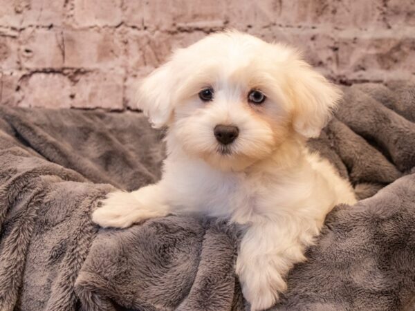 Coton De Tulear- Available 11/3-DOG-Male-White-646-PetCenter Old Bridge, New Jersey