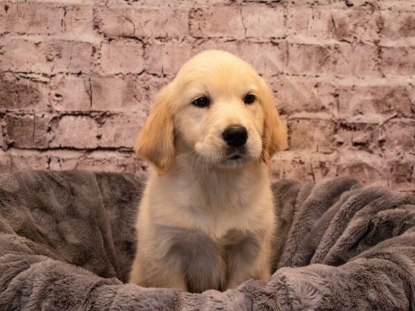 Golden Retriever- Available 11/3-DOG-Female-Cream-645-PetCenter Old Bridge, New Jersey
