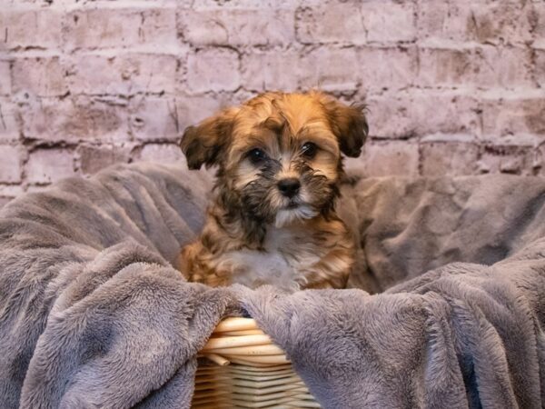 Shihpoo- Available 11/10-DOG-Male-Tan-668-PetCenter Old Bridge, New Jersey
