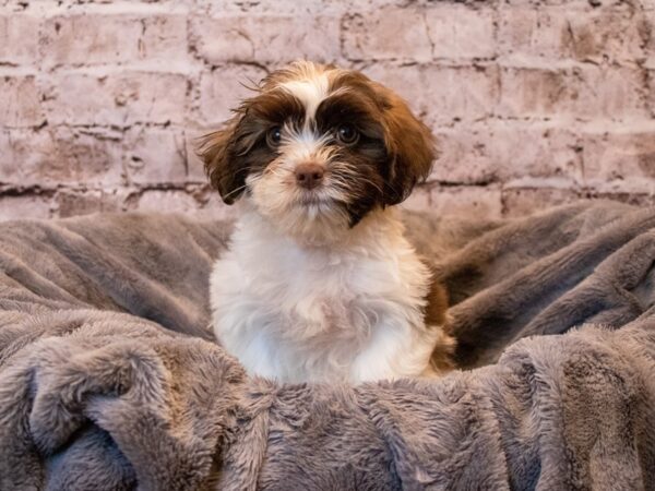 Shihpoo- Available 11/10-DOG-Female-Chocolate / White-667-PetCenter Old Bridge, New Jersey