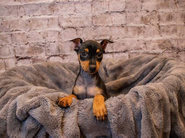 Miniature Pinscher- Available 11/10-DOG-Male-Black / Rust-662-PetCenter Old Bridge, New Jersey