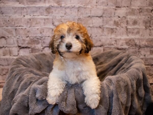 Poodle- Available 11/10-DOG-Male-Brown / White-664-PetCenter Old Bridge, New Jersey