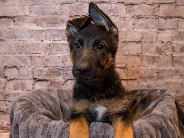 German Shepherd- Available 11/10-DOG-Male-Black / Red-663-PetCenter Old Bridge, New Jersey
