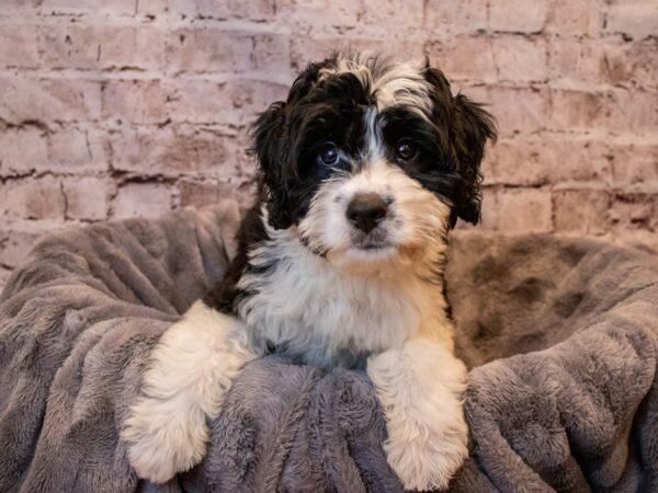 Mini Aussiedoodle- Available 11/10-DOG-Female-Black / White-665-PetCenter Old Bridge, New Jersey