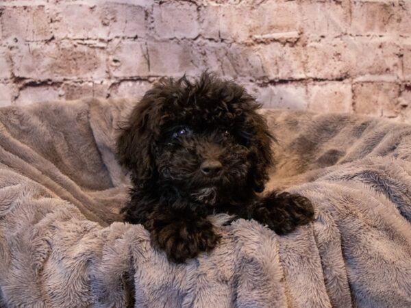 Bichon Poo-DOG-Male-Black-670-PetCenter Old Bridge, New Jersey