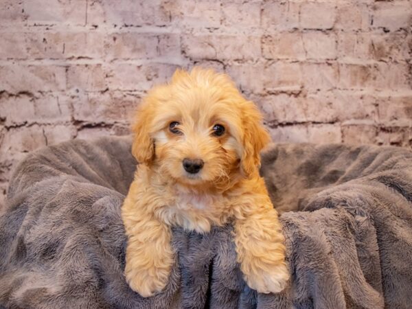 Miniature Bernedoodle-DOG-Male-Tri Color-669-PetCenter Old Bridge, New Jersey
