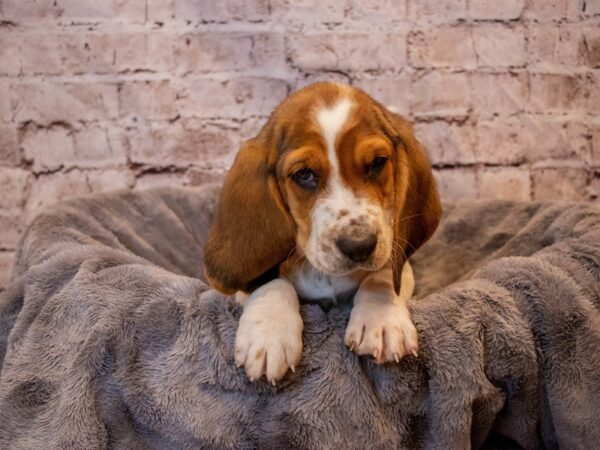 Basset Hound- Available 11/10-DOG-Female-Tri-Colored-661-PetCenter Old Bridge, New Jersey