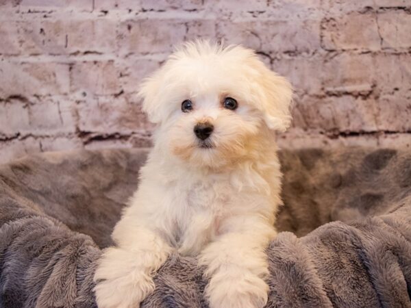 Bichon Frise- Available 11/10-DOG-Male-White-660-PetCenter Old Bridge, New Jersey
