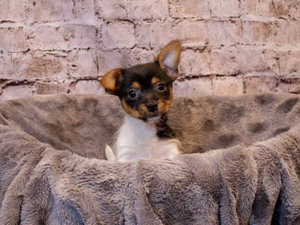 Chorkie-DOG-Male-Black and Tan-671-PetCenter Old Bridge, New Jersey