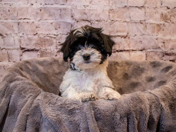 Havanese-DOG-Male-Black and White-673-PetCenter Old Bridge, New Jersey