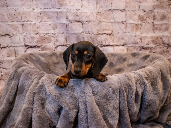 Dachshund-DOG-Female-Black and Tan-676-PetCenter Old Bridge, New Jersey