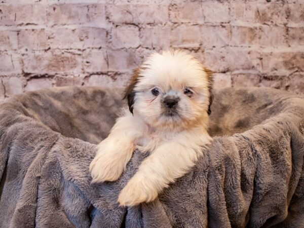 Shih Tzu-DOG-Female-Red and White-678-PetCenter Old Bridge, New Jersey