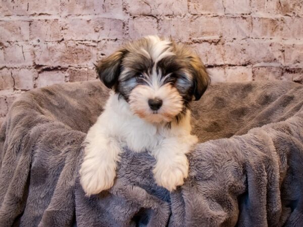 Havanese-DOG-Female-Fawn Sable-677-PetCenter Old Bridge, New Jersey