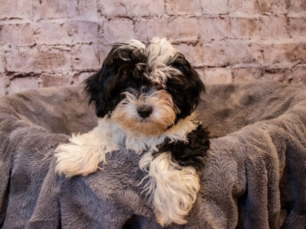 Hava Tzu-DOG-Male-Black-672-PetCenter Old Bridge, New Jersey