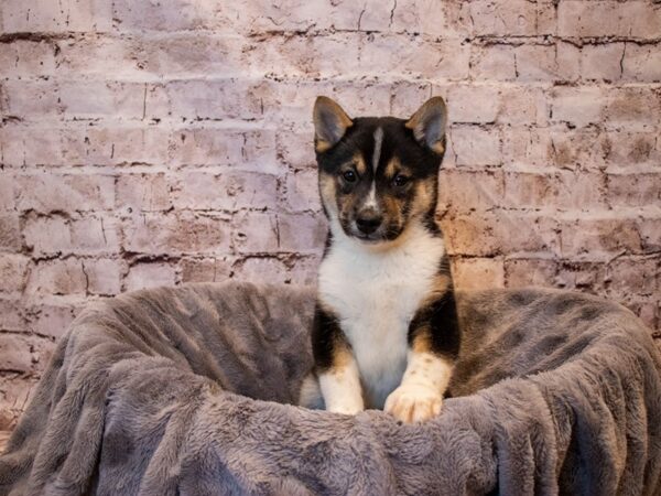Shiba Inu-DOG-Male-Black and Tan-674-PetCenter Old Bridge, New Jersey