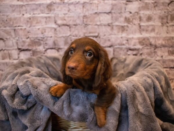 Dachshund- Available 11/10-DOG-Male-Chocolate and Tan-666-PetCenter Old Bridge, New Jersey
