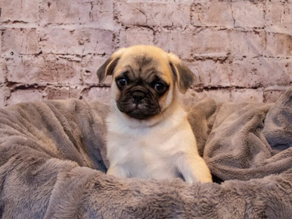 Pug-DOG-Male-Fawn-675-PetCenter Old Bridge, New Jersey