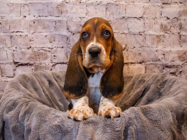 Basset Hound-DOG-Male-Black Brown and White-679-PetCenter Old Bridge, New Jersey